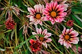 _DSC5786 (1)